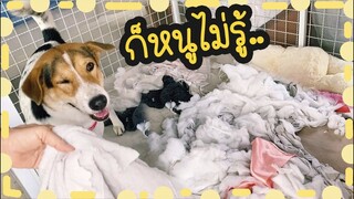 โลกของแสนดี ตอน แสนดีทำบ้านพัง