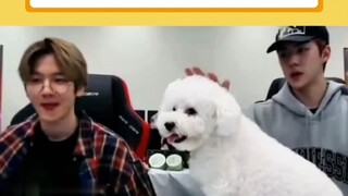 لحظة حمل وو شي شون لكلبه الخاص، شعرتُ بقوة رغبته في الامتلاك! #وو_شي_شون #بيان_بو_شيان #إكسو #كلب