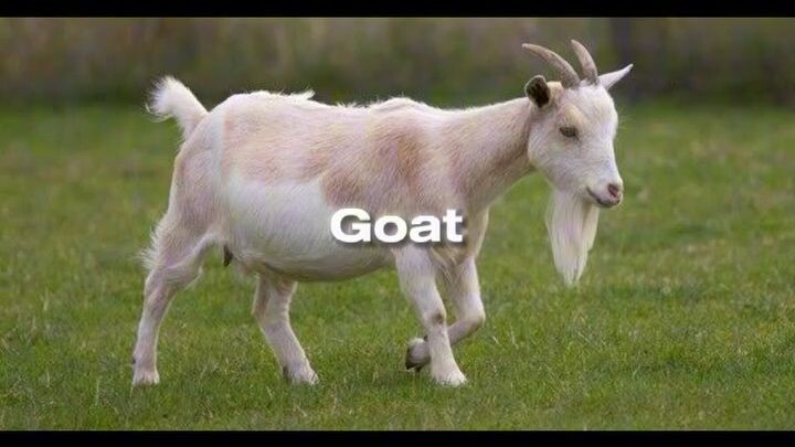 The GOAT