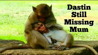 PITYFUL BABY MONKEY DASTIN STILL MISSING MUM DIAMOND,SOMETIME DASTIN CRY ALONE WANT TO SEE MUM AGAIN