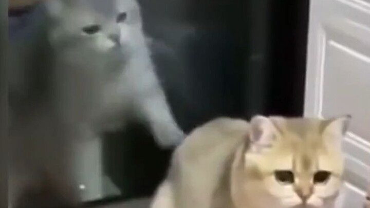 Membayangkan kucingku begitu susah payah, lebih baik tikus-tikus ini kupakai sendiri saja. Tuan, aku