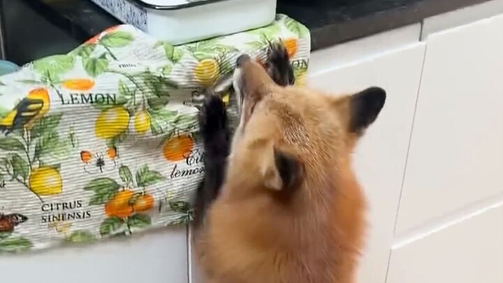 Fox: What on earth are you stewing?