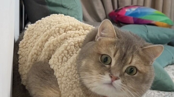 Khi mèo lần đầu tiên mặc quần áo