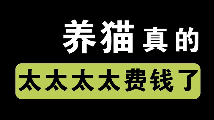 【Kakijun】Buat yang mau pelihara kucing, hati-hati ya! Setelah nonton ini, aku jadi nggak sanggup lag
