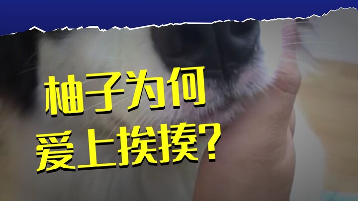 The Journey of Yuzi the Puppy