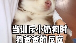 当我训斥小奶狗时狗爸爸的反应