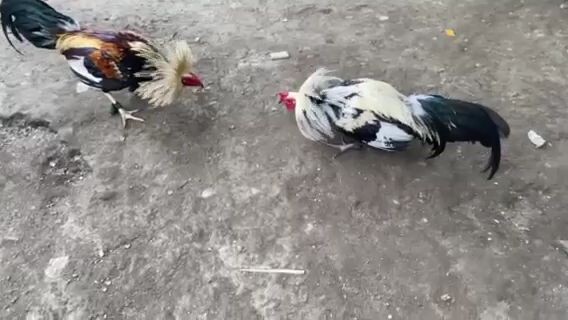 spar