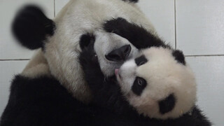 [Panda] Nak, Kenapa Menampik Wajahku?