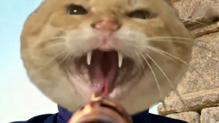 🐱 Dám ăn cơm của tao à?!🐱