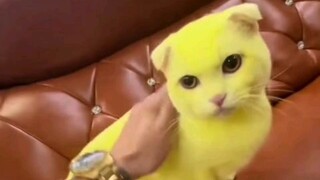 ⚡️ 你今天的功德是我的了 ⚡️