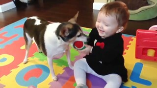 babies laugh everyday playing with their dog's  🥰 | Dog lifestyle