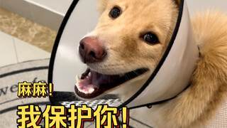 Living alone as a girl and having a Chinese native dog really gives such a sense of security! (Who w