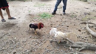 bitaw lang muna Ng aking manok