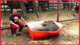 Baby Elephant Bathing Double Trouble.