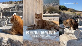 去看名胜古迹❌去看猫猫✅