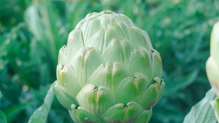 Katanya pasar artichoke besar, tapi seberapa besar sebenarnya? Pilih satu dan cari tahu.