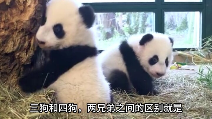 Hai cậu con trai sinh đôi bụ bẫm đã xuất hiện, đôi má phúng phính vô cùng đáng yêu, còn đường viền m