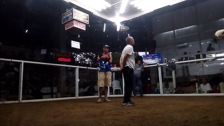 Dupaya cock fight  #First fight Win❤️