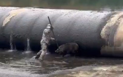 【Đại Miêu Nhàn】Một mình một giáo hạ gục lợn rừng