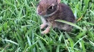 救助一只落单的兔宝宝...一点点带大的“孩子”，放生的时候肯定很舍不得