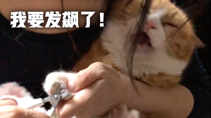 “Tiểu Mễ sửa móng tay” – mèo thật cắt móng tay thì như thế nào? Khương Phát Tài trực tuyến nổi giận:
