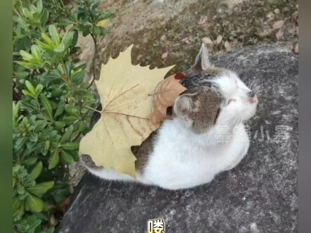 Seberapa Besar Kepercayaan Kucing Sekolah pada Manusia?