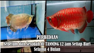 🔴 BEFORE AFTER ikan Arwana Super Red tanning pakai lampu HPL LED warna biru dari depan kaca aquarium