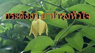 ดอกกระดังงา นอกจากจะมีความหอมแล้วยังเป็นยาสมุนไพรอีกด้วย/ฮอยไทยอีสาน