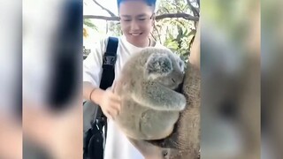 Chubby Koala