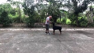 Doberman training