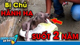 7 Động Vật Tội Nghiệp Bị Bỏ Rơi Khiến Những Người Sắt Đá Nhất Cũng Bật Khóc Nức Nở | Khám Phá Đó Đây