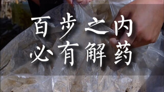 百步之内必有解药