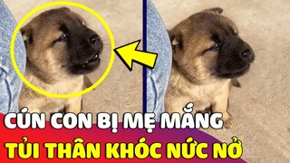 Bé cún tủi thân ngồi 'NGỒI KHÓC NỨC NỞ' khi lỡ cắn phá đồ bị MẸ MẮNG 😅 Gâu Đần