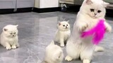 [Animals] Cat: Attention! Mom's gonna teach you this once