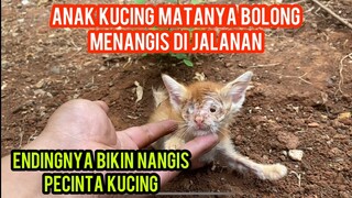 Atagfirullah Anak Kucing Buta Matanya Bolong Menangis Mencari Induknya Di Jalanan..!