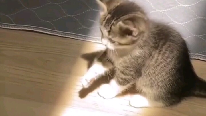 [Cute Moments with Cats] The adorable sight of a little kitten experiencing sunlight for the first t