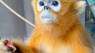 Qiqi is about to evolve out of the pocket soon🤣