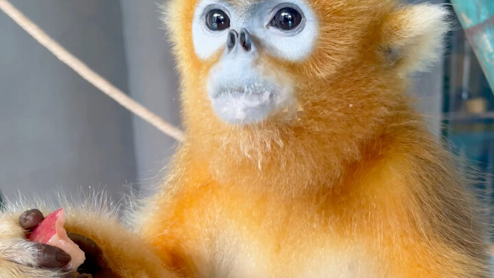 奇奇马上要进化出口袋了🤣