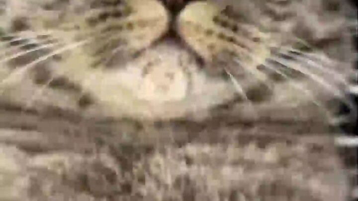 怎么有两个小虎虎呀？