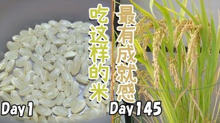 退休必学技能：自己在家种糙米，145天后迎来丰收