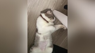 Ngơ ngác ngỡ ngàng đang buồn ngủ cat  cutecat fyp foryou sleepingcat