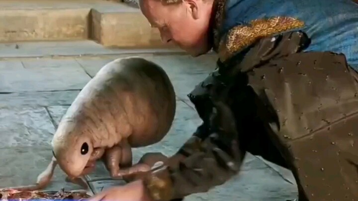 Người đẹp kết hôn không phải với tên cướp, cũng chẳng phải với người đêm, mà lại là một con quái thú