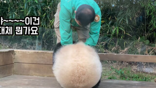 Panda Fu Bao | New Way of "Collecting" the Panda