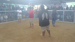 Don Ramon last fight ( loss )