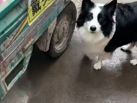 Border Collie: Kamu lagi ngejailin aku, ya???