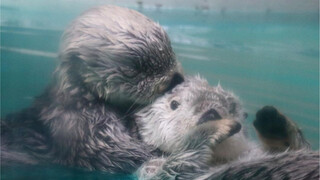 海獭牵手成功也太可爱了叭～