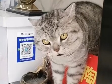 I wonder if this cat can challenge the elder statesman’s status.