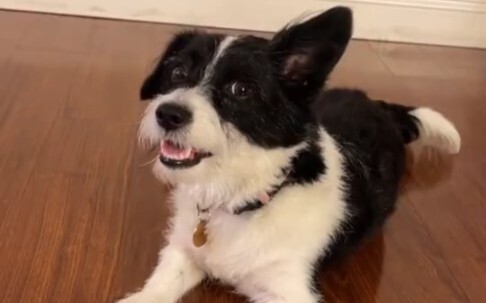 Sejak anjing keluarga saya bisa “berbicara”, dia setiap hari memarahi saya.