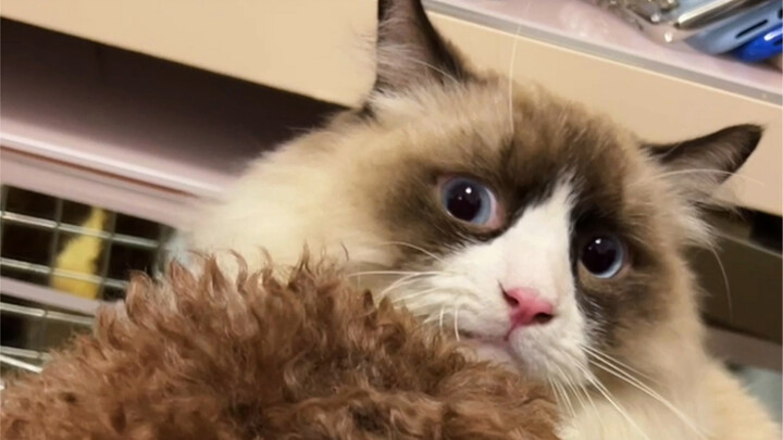 What happens when you bring a little kitten from a cat café home?