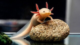 hewan pengisi aquarium air tawar yang tidak biasa - axolotl